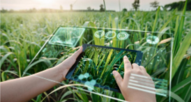 How Artificial Intelligence Is Used in Agriculture